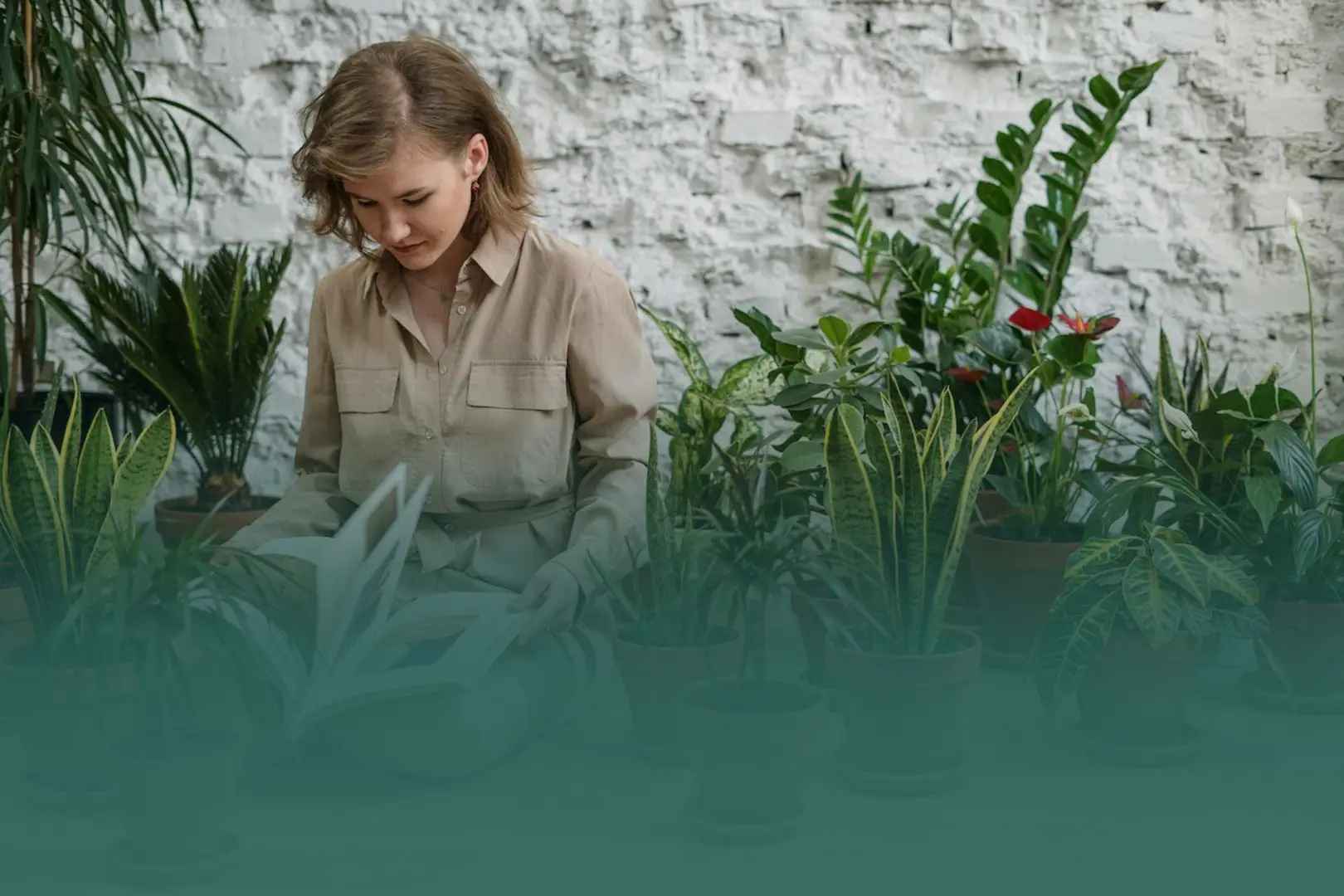 Kerstboom eruit, kamerplant erin