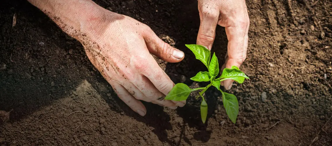 De geschiedenis van Tuinland