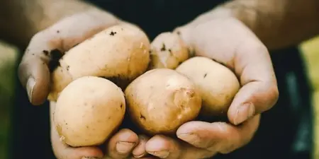 Aardappel weetjes voor de amateur: 9 tips voor een succesvolle oogst