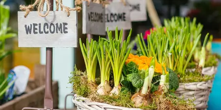 Bloembollen planten: hoe en wanneer?