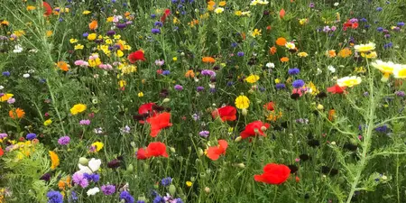 Bloemenweide aanleggen: zo creëer je een kleurrijke tuin
