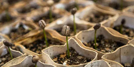Bloemzaden voorweken: een slimme start voor een bloeiende tuin