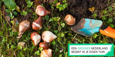 Creëer een bloeiende lente met voorjaarsbloeiers: waarom de herfst het ideale plantseizoen is