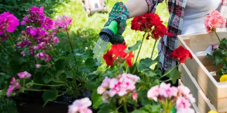 De mooiste planten voor een kleurrijke tuin