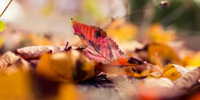 Duurzaam tuinieren: tips voor een groene en milieuvriendelijke tuin