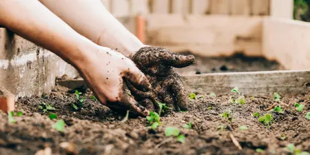 Een moestuin beginnen