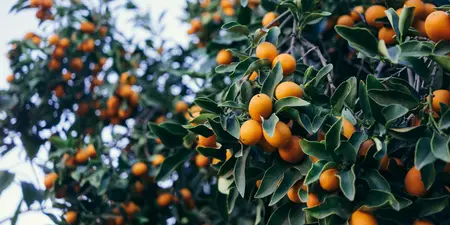 Fruitbomen snoeien en verzorgen