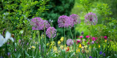 Hitteplan voor de tuin: planten beschermen tegen de zon