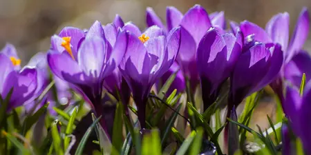 Is jouw tuin klaar voor het voorjaar?