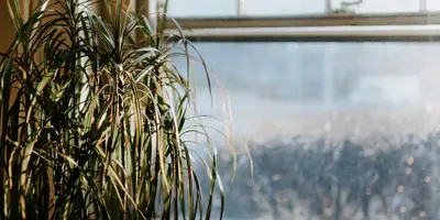Kamerplanten verzorgen in de winter: zo houd je ze gezond
