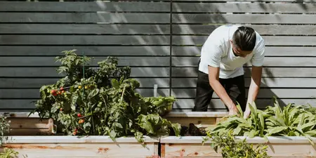 Moestuinieren: De beste moestuin tips