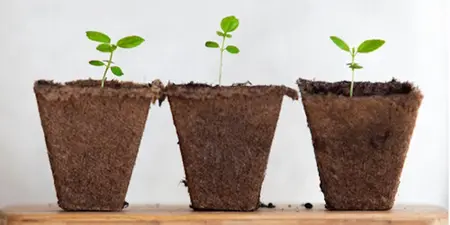 Planten stekken, zo doe je dat!