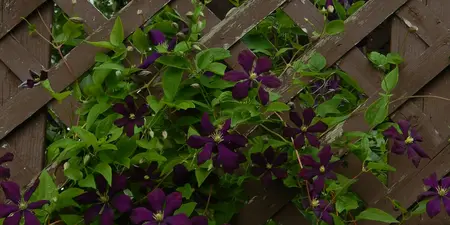 Planten aan de schutting