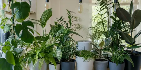 Planten voor elke kamer in huis: geef je interieur een groene boost