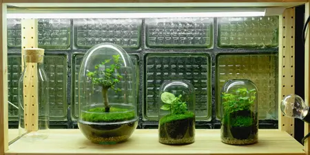 Terrariumplanten - alles wat je moet weten