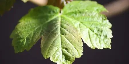 Tips tegen bladluis in je tuin: effectieve bestrijdingsmethoden