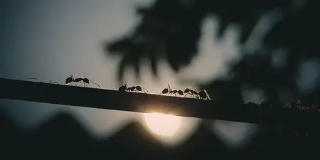 Tips tegen mieren: zo blijven mieren uit je tuin