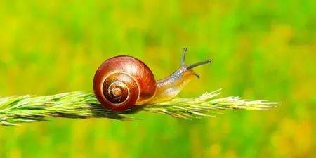 Tips tegen slakken in je tuin: Een slakkenvrije tuin in 8 stappen