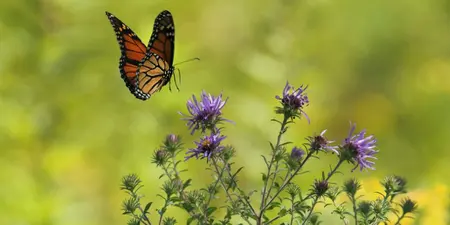 Tips voor een prachtige vlindertuin