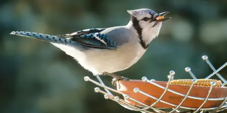 Tips voor het voeren van vogels in de tuin