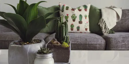 Top 7 planten voor studenten: onderhoudsarm en luchtzuiverend