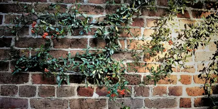 Verticale tuin: tuinieren in elke ruimte