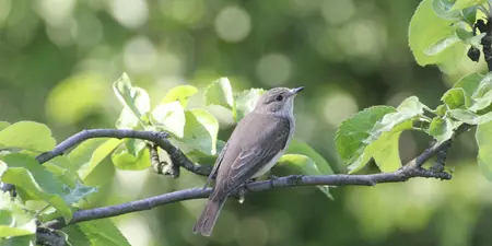 Vogels in de tuin: vogelsoorten en tips voor een vogelvriendelijke tuin