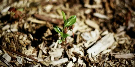 Wat is mulchen en hoe doe je dit?