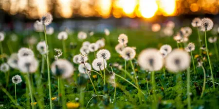 Welke verschillende soorten onkruid zijn er en hoe kun je ze herkennen?