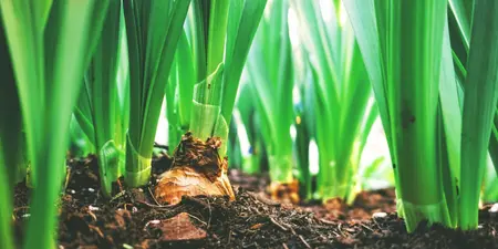 Zaaien van zaden en poten van bloembollen: 10 tips