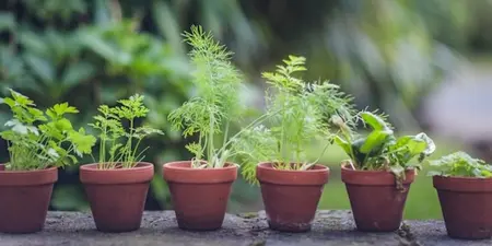 Zelf een kruidentuin maken: Kweek je eigen kruiden