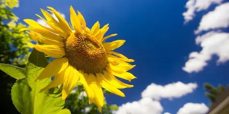 Zonnebloemen in je tuin: tips voor het zaaien en verzorgen
