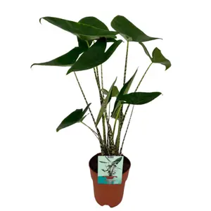 Olifantsplant - afbeelding 2