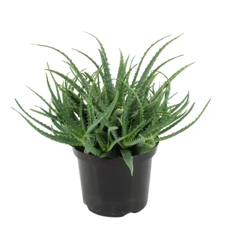 Aloë Arborescens - afbeelding 1