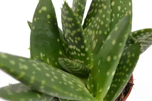Aloe paradisicum - afbeelding 4