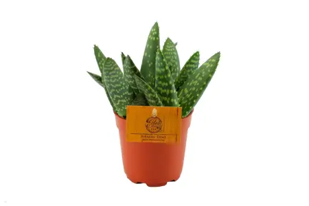 Aloe paradisicum - afbeelding 1