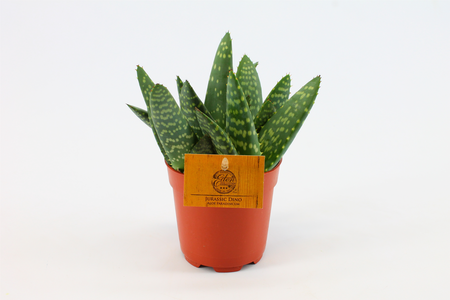 Aloe paradisicum - afbeelding 3