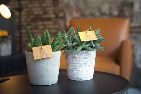 Aloe paradisicum - afbeelding 6