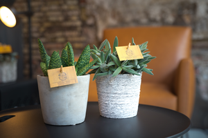 Aloe paradisicum - afbeelding 6