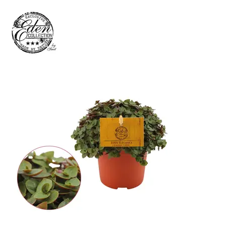 Callisia turtle, - afbeelding 5