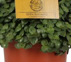 Callisia turtle, - afbeelding 2