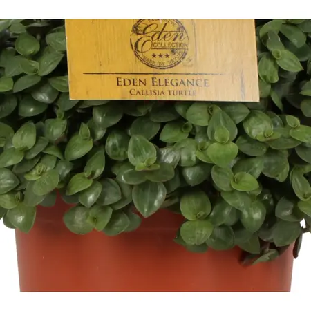 Callisia turtle, - afbeelding 4