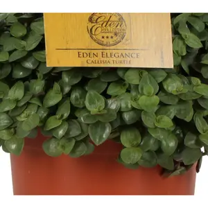 Callisia turtle, - afbeelding 4