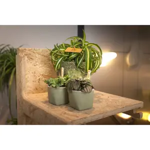 Chlorophytum Bonnie - afbeelding 5