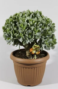 Crassula arb. Undilatifolia - afbeelding 3