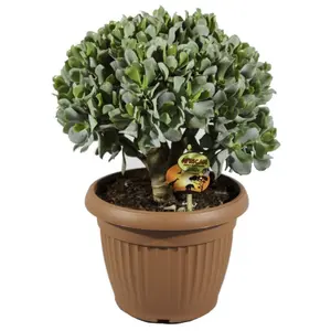 Crassula arb. Undilatifolia - afbeelding 2