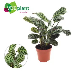 Gebedsplant - afbeelding 4