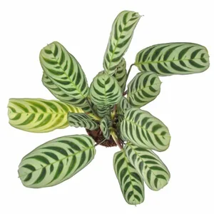 Gebedsplant - afbeelding 5