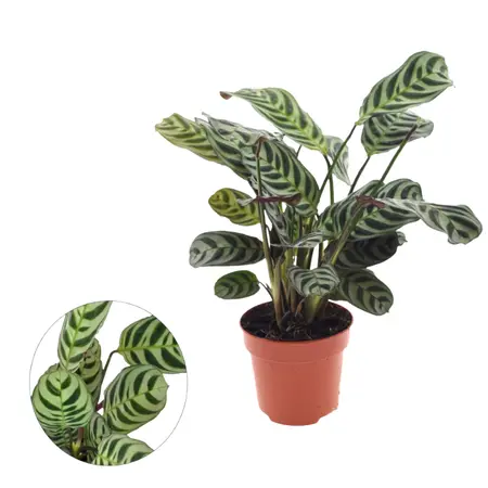 Gebedsplant - afbeelding 3