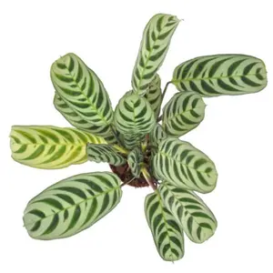 Gebedsplant - afbeelding 2